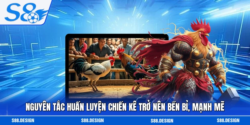 Nguyên tắc huấn luyện chiến kê trở nên bền bỉ, mạnh mẽ 