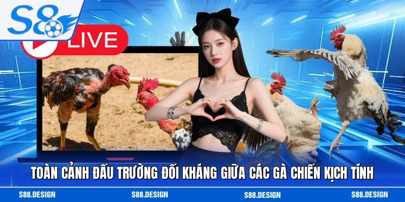 Toàn cảnh đấu trường đối kháng giữa các gà chiến kịch tính 